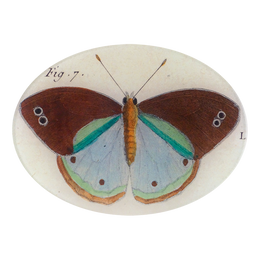 Fig. 7 Butterfly