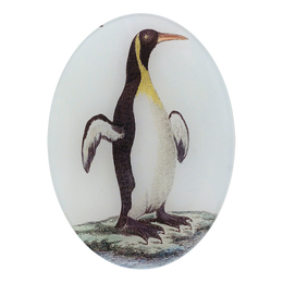 Guillemot - LAST CHANCE