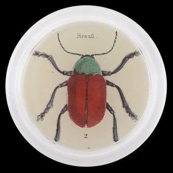 Brazil Bug