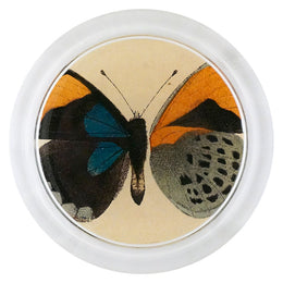 Callith Sapphira (Exotic Butterfly) - FINAL SALE