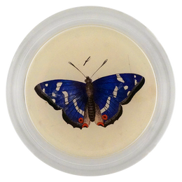 Purple Emperor Butterfly - LAST CHANCE