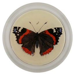 Red Admiral Butterfly - LAST CHANCE