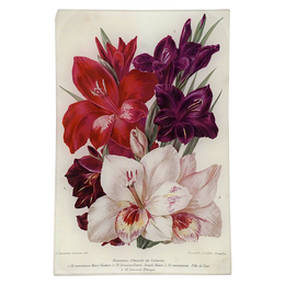 Gladiolas of Lemoine - LAST CHANCE