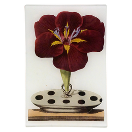 Gladiola