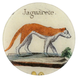 Jaguarete