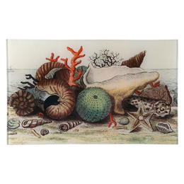 Shells circa 1755