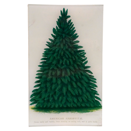 American Arborvitae