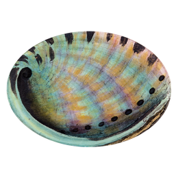Abalone (Inside)