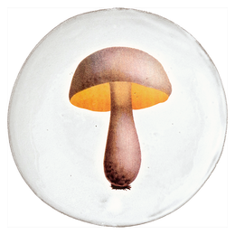 Bolet Blanchatre Plate