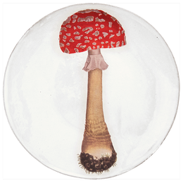 Agaric Fausse Orange Dinner Plate