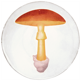 Yellow Agaric Orange Dinner Plate
