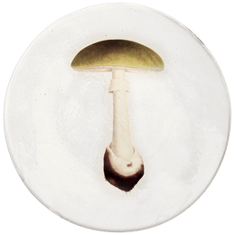 Agaric Bulbeux Dinner Plate