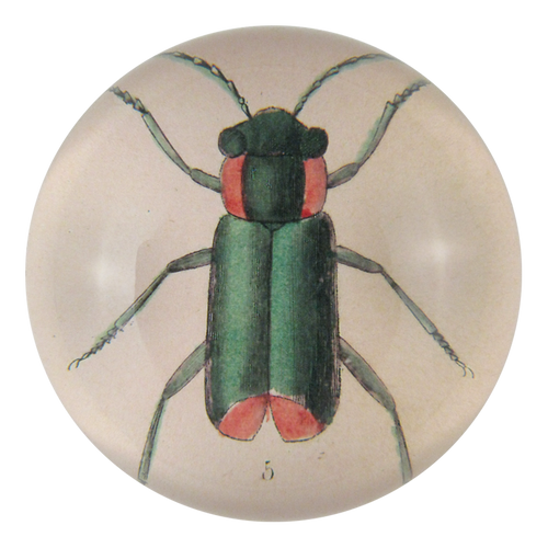 Green Insect - FINAL SALE
