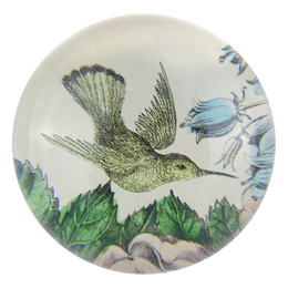 Sepia Hummingbird