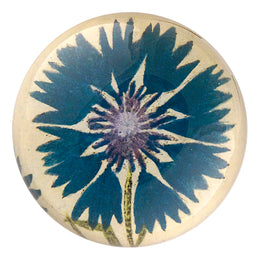 Deep Blue Corn Flower