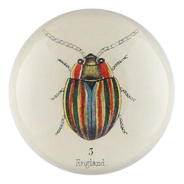 English Bug - LAST CHANCE