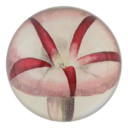 Morning Glory (Pink)