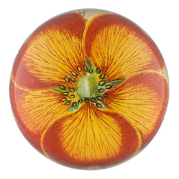 Orange Nasturtium