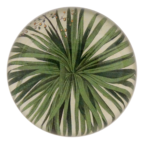 Palm Detail