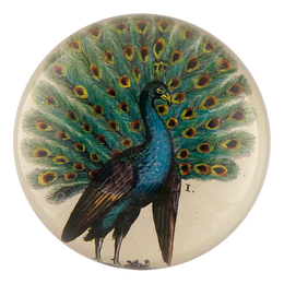 Peacock I