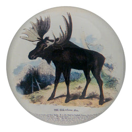 The Moose Deer