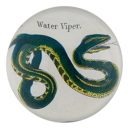 Water Viper