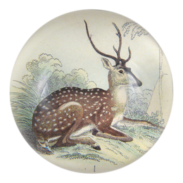 Sitting Deer