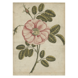 Painted Rose