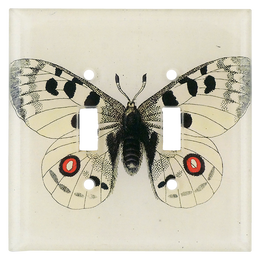 Apollo Butterfly