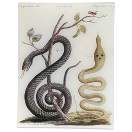 Amphibies - LAST CHANCE