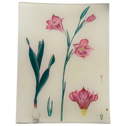 Pink Gladiolus - FINAL SALE