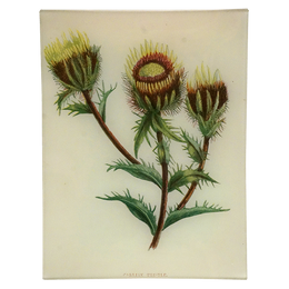 Carline Thistle