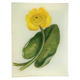 Yellow Water Lily