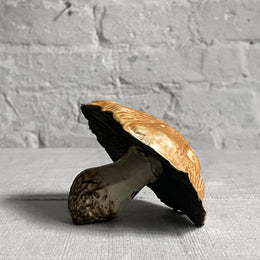 Porcelain Field Mushroom (4)