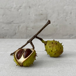 Horsechestnut with Removable Horsechestnuts sculpture on table