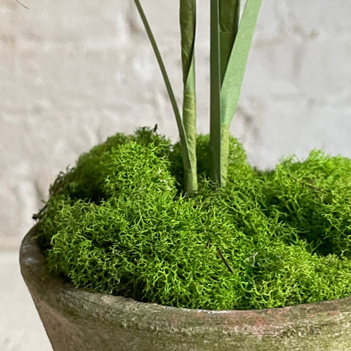 The Green Vase Potted Frittilaria