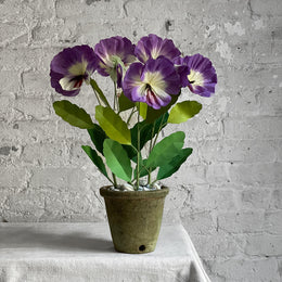 The Green Vase Potted Pansy Plant