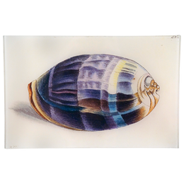 Zebra Cowry - LAST CHANCE