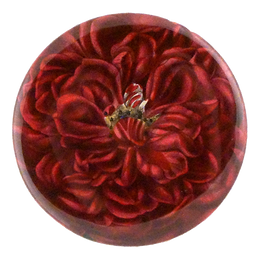 Rose Souvenir du Docteur Jamain - LAST CHANCE