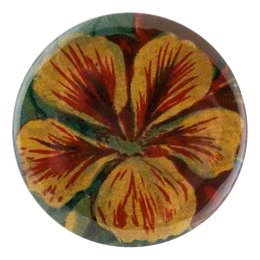 Nasturtium Packet - LAST CHANCE