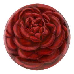 Rose Jules Margottin