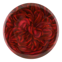 Rose Madame Masson