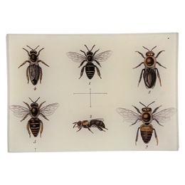 6 Bees