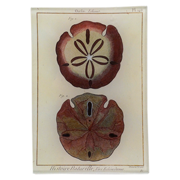 Two Urchins - LAST CHANCE