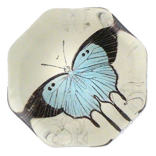 Light Blue Butterfly