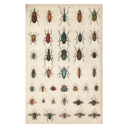 Insects