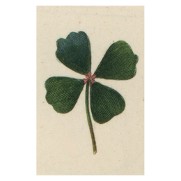 Clover