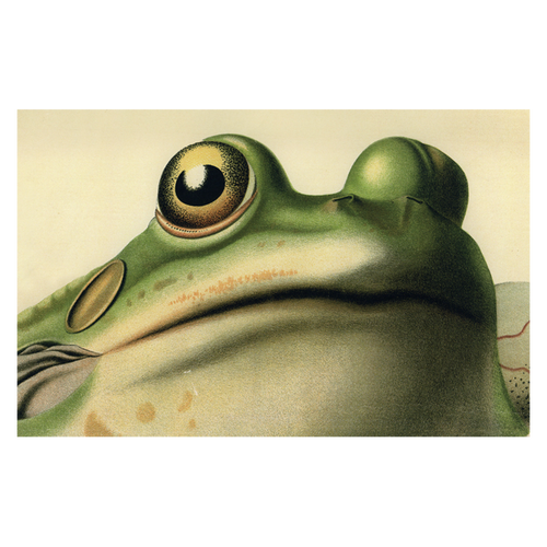 Frog Close-Up
