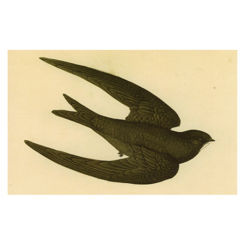 Swift Bird