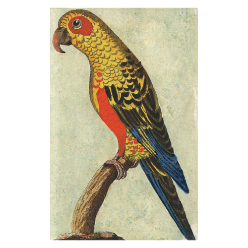 Tropical Bird (Parrot)